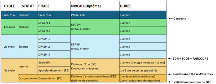Cycle et statut du Docteur Junior