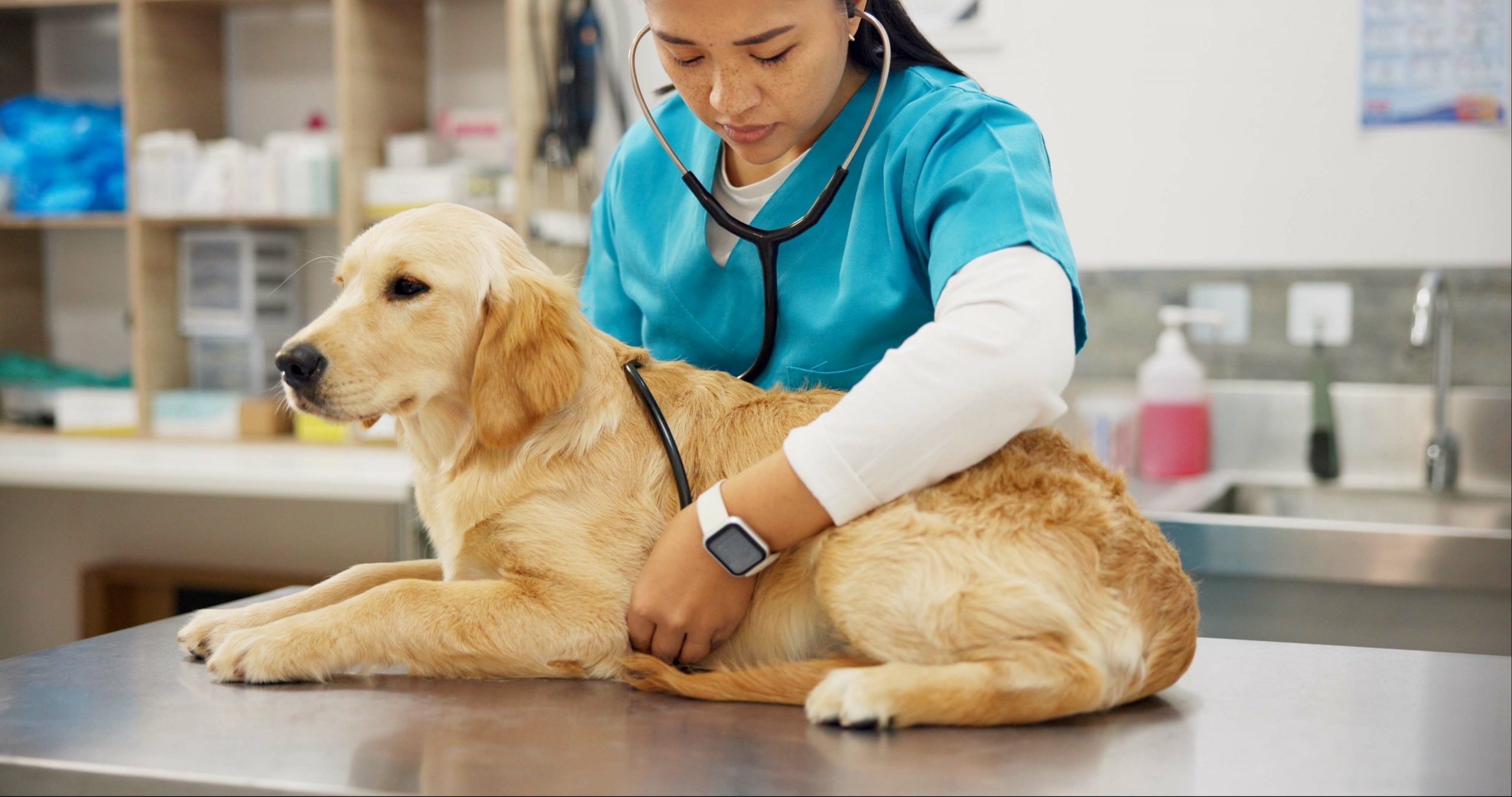 La profession vétérinaire en France : une évolution constante au service des animaux gpm pasteur mutualité