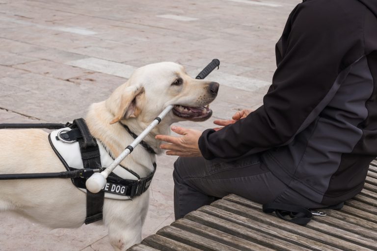 "Le chien guide, c’est un Waze à quatre pattes et un compagnon hors norme" Dr Jean-Charles Attali